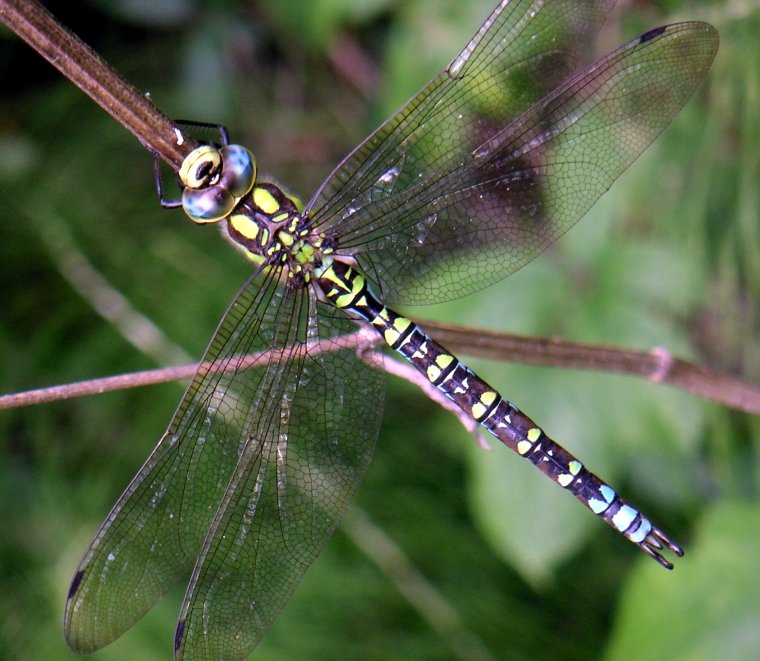 Highgate, NC - Delwedd:Dragonflyinhighgate.JPG - Wicipedia